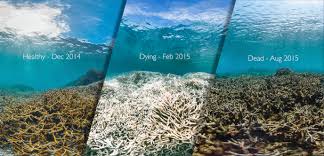 Killing our Reefs & Oceans